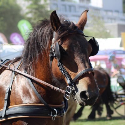 ASBL de promotion du cheval de trait Ardennais - shows équestres et compétitions internationales d'attelages | https://t.co/AzTAePeD2q