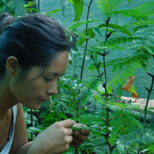 Peruvian biologist; Plants & Tropical fauna; working with @Osaconservation & team member @ExplorationSira, #TreeTopManu