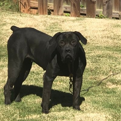 420sports1's profile picture. Aspiring Taxidermist/Golfer. USMC Alumn, Fuck your opinion I got my own.