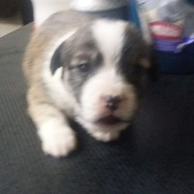 claudiagrecco's profile picture. 