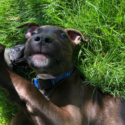 KillerMTZR35's profile picture. 