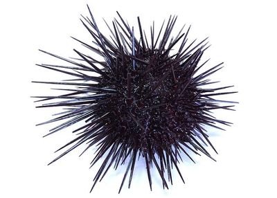 Glittery_fish's profile picture. うみのいきもの