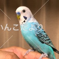 こまめちゃんを探しています (@alive98216997) 's Twitter Profile Photo