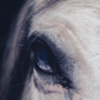 Horsewithnoname (@horsewithnona11) 's Twitter Profile