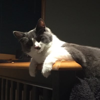 cat_fender Profile Picture