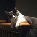 Fender the Fluffy Cat (@cat_fender) Twitter profile photo