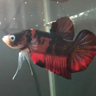 yasさんのプロフィール画像