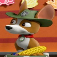 Tracker (@newpuptracker) 's Twitter Profile
