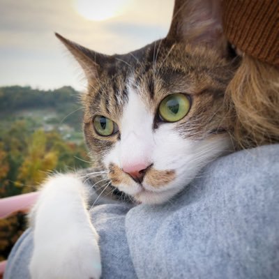 みーちゃんは猫である 8erlow Twitter