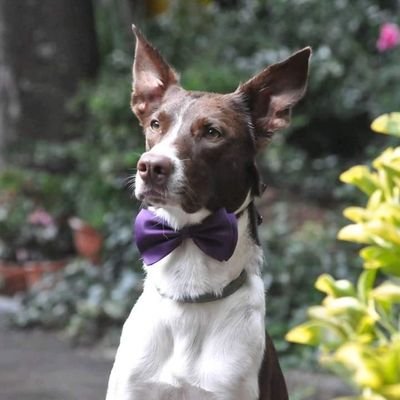 OttoPodenco's profile picture. Soy Otto,mix de podenco🐕 Me encanta correr como loco y subirme a todos sitios!
Mis papis me llevan a un montón de sitios  chulos,iré colgando mis aventuras 📸