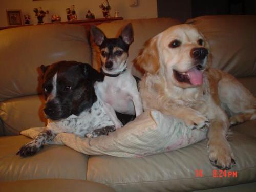 DupesDogs's profile picture. We are three bitches that live with Noah Dupes and his family.