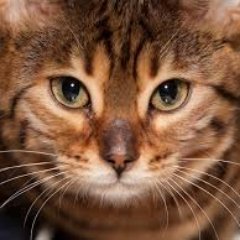 Florent40312290's profile picture. 