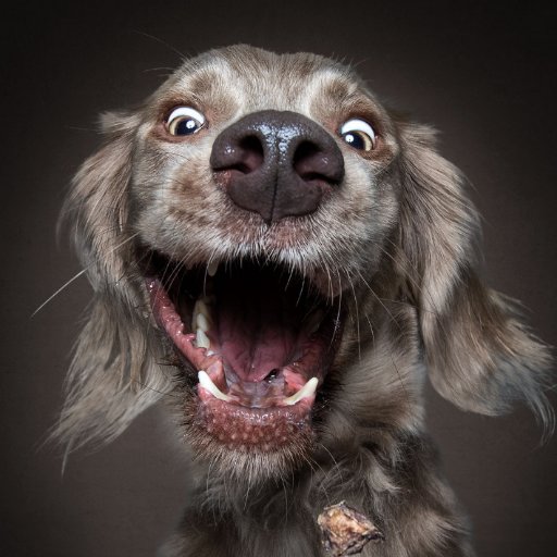 DSegalNYTimes's profile picture. Gimme the ball, gimme the ball