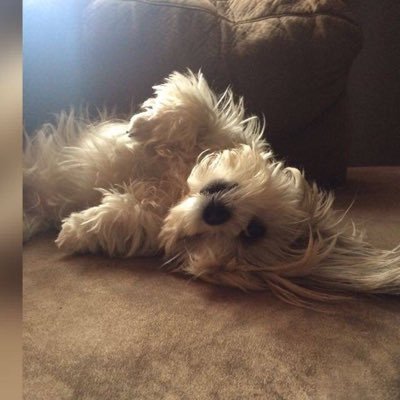 Manolo_gz's profile picture. Born at a very young age.