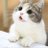 50匹のねこのアイコン
