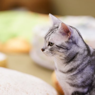 PhotoNSG's profile picture. α7RⅤ/Z6Ⅱ/#チームれお