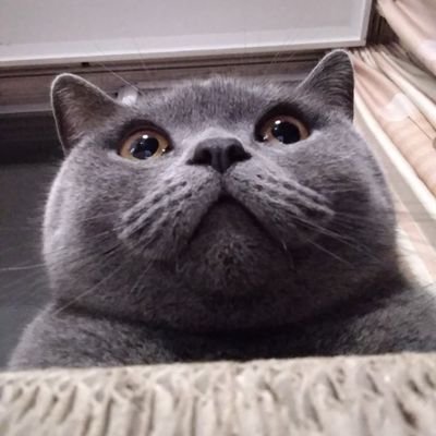 中国人🇨🇳，死宅猫奴，只想安安静静的撸猫       _(:з」∠)_