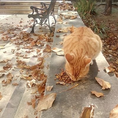 latifekinay's profile picture. PhD @BilkentIRDept