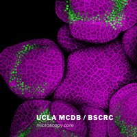 MCDB/BSCRC Microscopy Core (@coremcdb) 's Twitter Profile