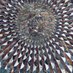 The Archaeological Excavation of Cibyra (@kibyraexcavatio) Twitter profile photo The Archaeological Excavation of Cibyra (@kibyraexcavatio) Twitter profile photo