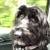 Blake the Therapy Dog (@therapyblake) Twitter profile photo Blake the Therapy Dog (@therapyblake) Twitter profile photo