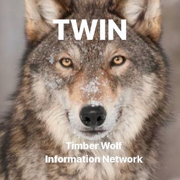 Timber Wolf Information Network is a non-profit dedicated to increasing acceptance through awareness. Attend one of our award-winning Wolf Ecology Workshops!