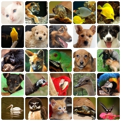 Pri_animais2010's profile picture. Os animais também sentem, pensam, sofrem, respiram, se alegram, se entristecem, comem, dormem, brincam…vivem!!!