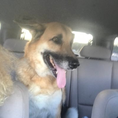 lol pets olx