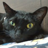 えんどうちゃん (@yeyyf2016_4) Twitter profile photo