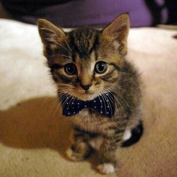 sheshentwit's profile picture. Know what we want. Do what we need. Celebrate what we achieve.