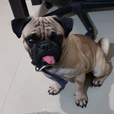 jorgeadguez68's profile picture. Reportero y abogado. Criticón, jodón, de humor negro, jamás desleal ni traidor. Papá de Helen, Isis, Jorge y Juliette. Feliz!!!