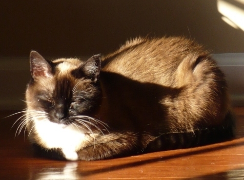 godivazmommy's profile picture. 