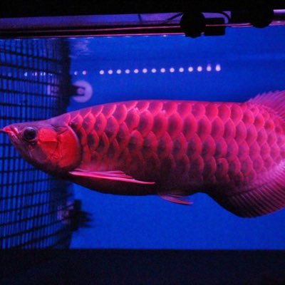 ちいさなアロワナ屋 Chisanaarowana Twitter