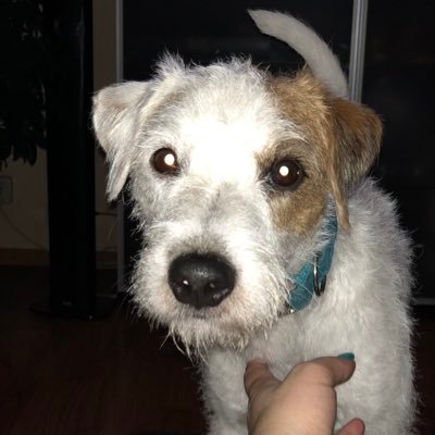 Shydevil75's profile picture. 