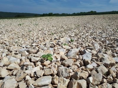 #agriculteur #acs #papaheureux
agriculture de conservation et maraîchage biologique