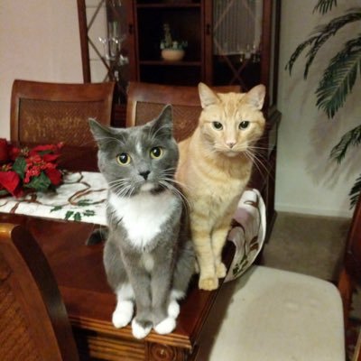 gg_vegan's profile picture. 