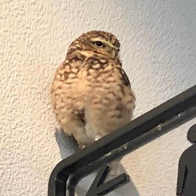 eringi00584535's profile picture. 5歳と2歳の男子を子育て中のポンコツウェブディレクター。ASDあるあるによく当てはまって生きづらい。考え過ぎるのを止めたい。