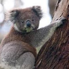 sujoy60's profile picture. Deep believer in boom and bust cycles.Against central bank interventions (to protect the powerful)