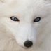 Fox_B (@foxb29528584) Twitter profile photo Fox_B (@foxb29528584) Twitter profile photo