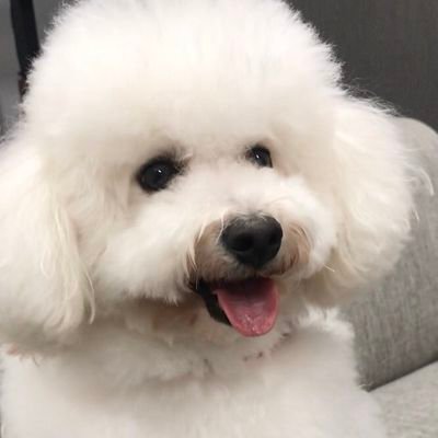 shimachan_oshim's profile picture. 