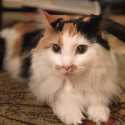 cat_victoria's profile picture. My name is Victoria, watcher of birds and huntress of butterflies. I love your shoestrings. I think I'll taste them.