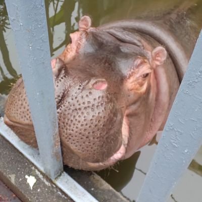 Uzivatel 皐月 カバコ Na Twitteru 宇都宮動物園 動かないカバ 担当飼育員さんに なんで動かないの なんでこんなにおとなしいの なんでー と幼児ばりの質問しまくりました 夢はカバの背中に乗ることです カバの背中にいる鳥の気持ちを味わいたいです