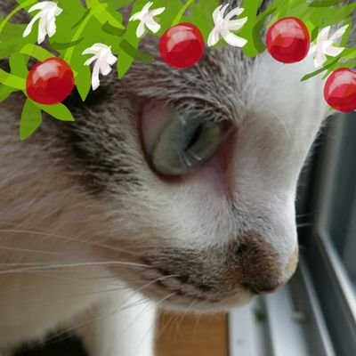 三柴理理子さんのプロフィール画像