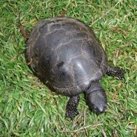 Black Carapax (@blackcarapax) 's Twitter Profile