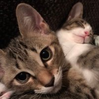 名ゴ そウ平 (@sohei0908) 's Twitter Profile