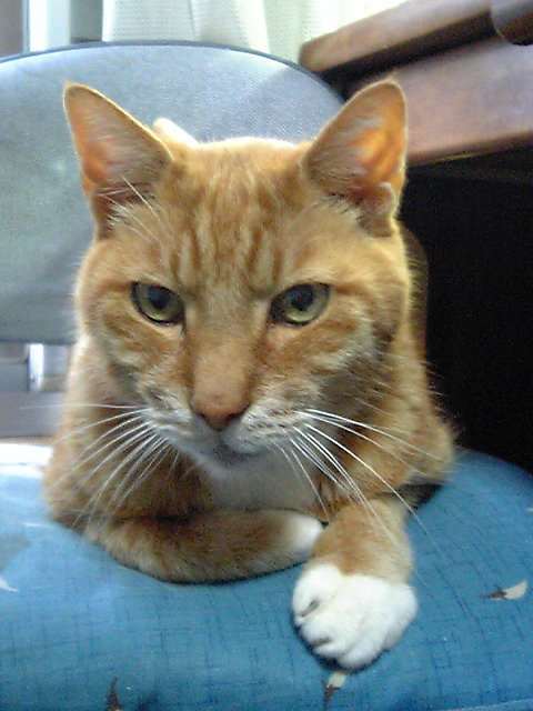 cha_kunn's profile picture. ちゃあです。埼玉県の川越に住んでます。
名前の由来はうちで飼っていたネコの名前です。もう死んじゃいましたけど、約二十年も生きました！

アニメやゲームの隠れヲタなんですが、最近隠しきれてない気がするのは気のせいでしょうか・・・