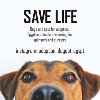 Cats and dogs from Egypt for adoption 🐱🐾🐶🐾


We are looking for sponsors and curators👉🤝👍




We are in facebook:
Furever-Rescue-Foster