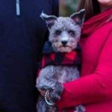 My name is Tucker. I am a poodle/schnauzer mix pup. I am 5 years old. I love to make new friends & spend time with my mommy and daddy!