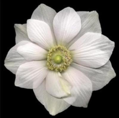 mydesign_Nicole's profile picture. All about design