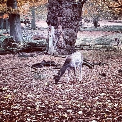 foolproof_edit's profile picture. Foolproof editing services